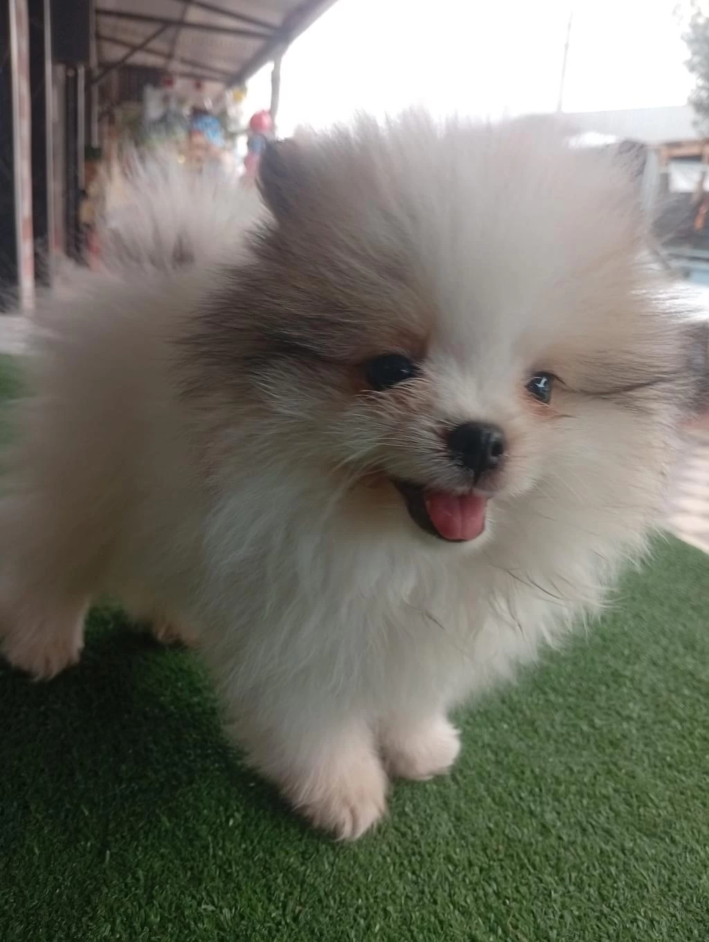 Dişi Erkek Tuvalet Eğitimli Pomeranian Boo Yavrular