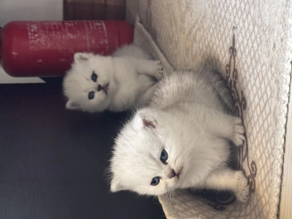 British Shorthair Silver