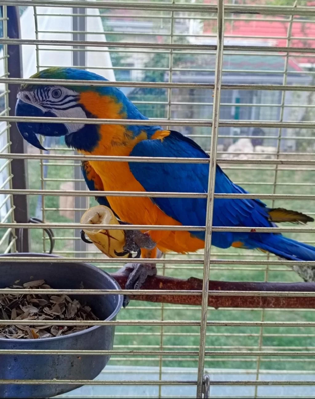 Ara Macaw Papağanımız