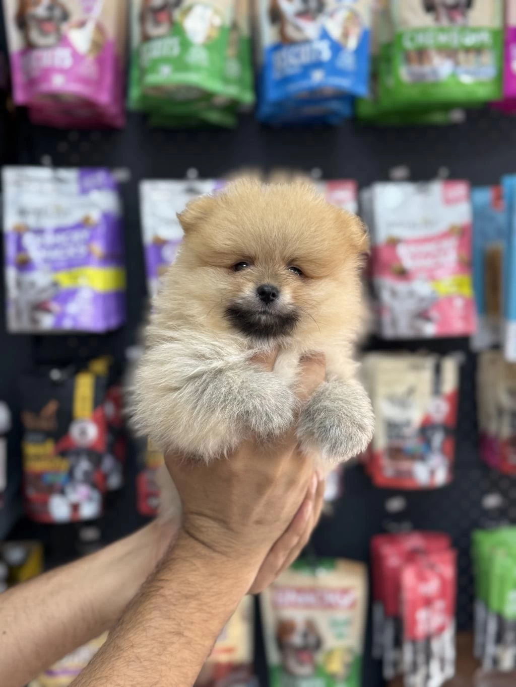 Pomeranian Yavrularımız Teacup Sıfır Boy