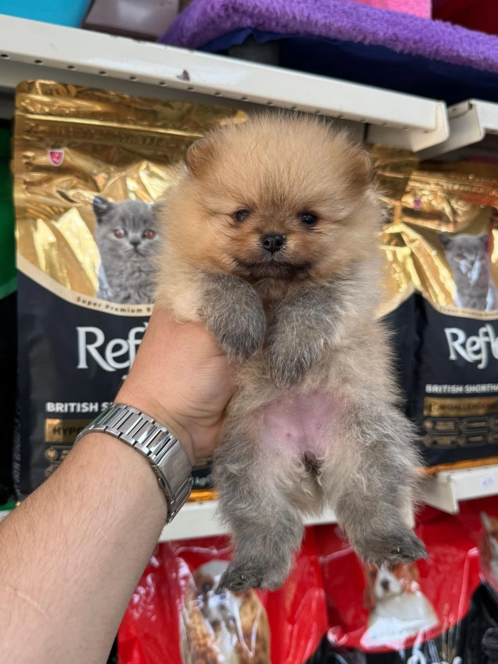 Pomeranian Bebekleri