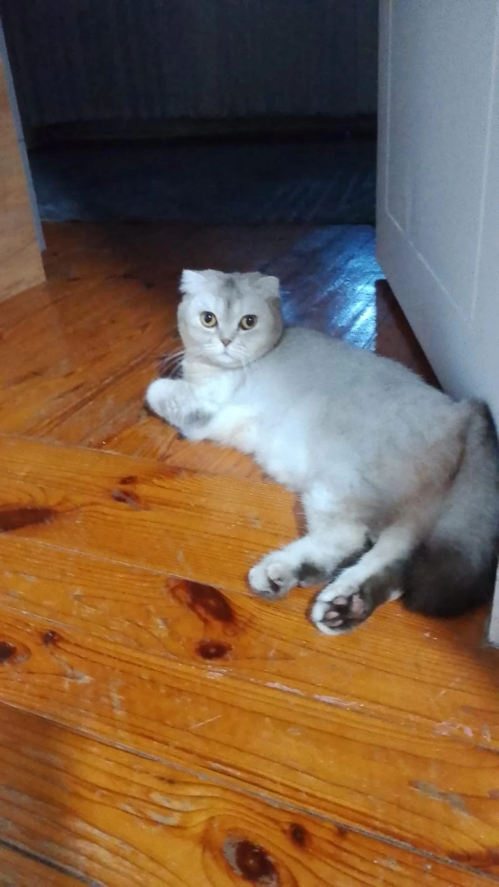 Scottish Fold 1.5 Yaşında