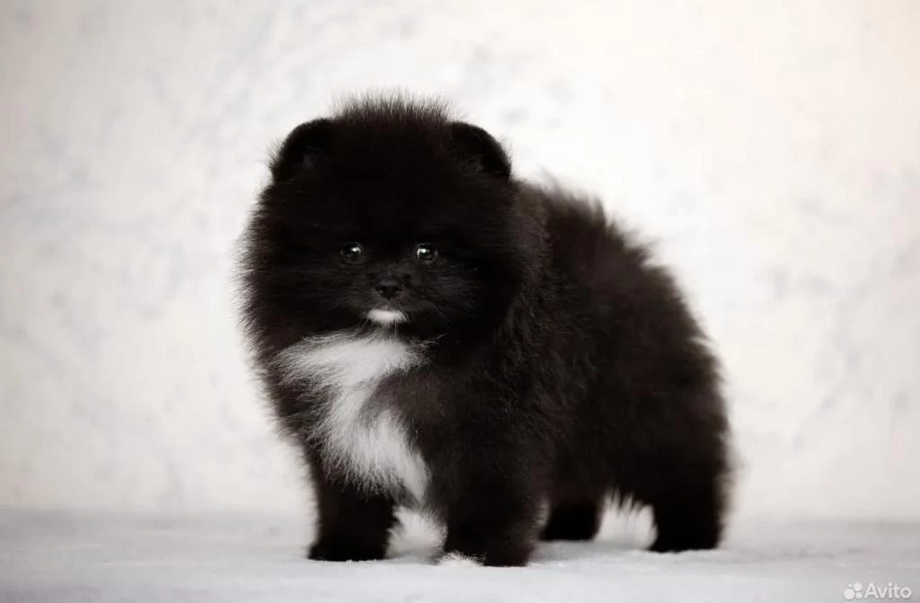 Üst Kaliteli Wcf Pomeranian Tea Cup
