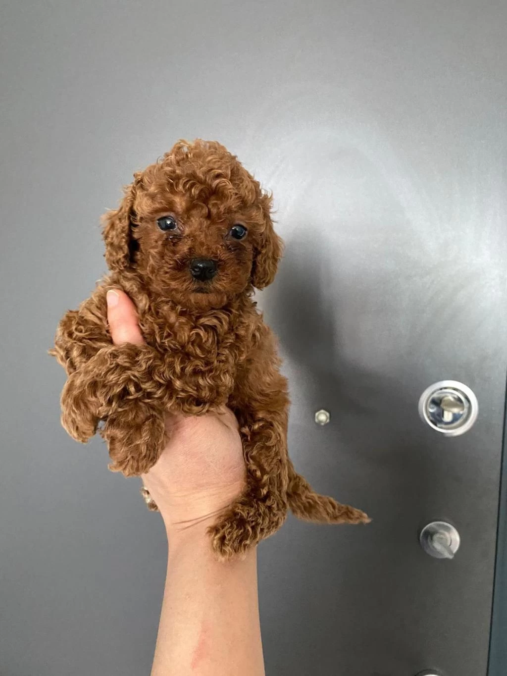 Red Brown Poodle Yavrularım