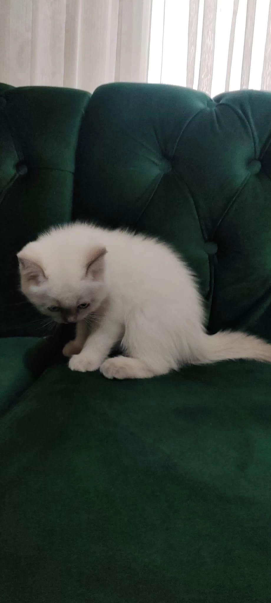 Sahibinden 55 Günlük British Shorthair