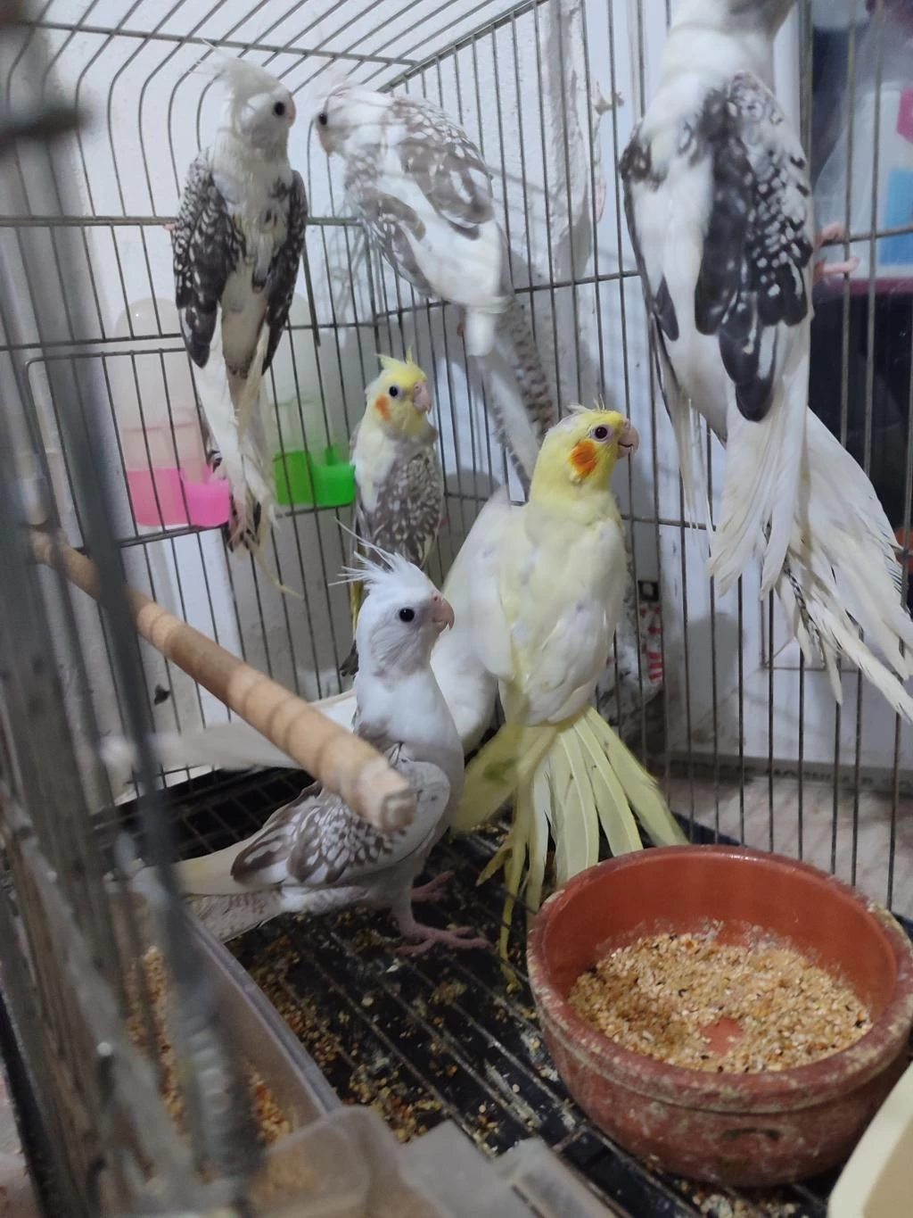 Yeni Yeme Düşmüş Sultanlar