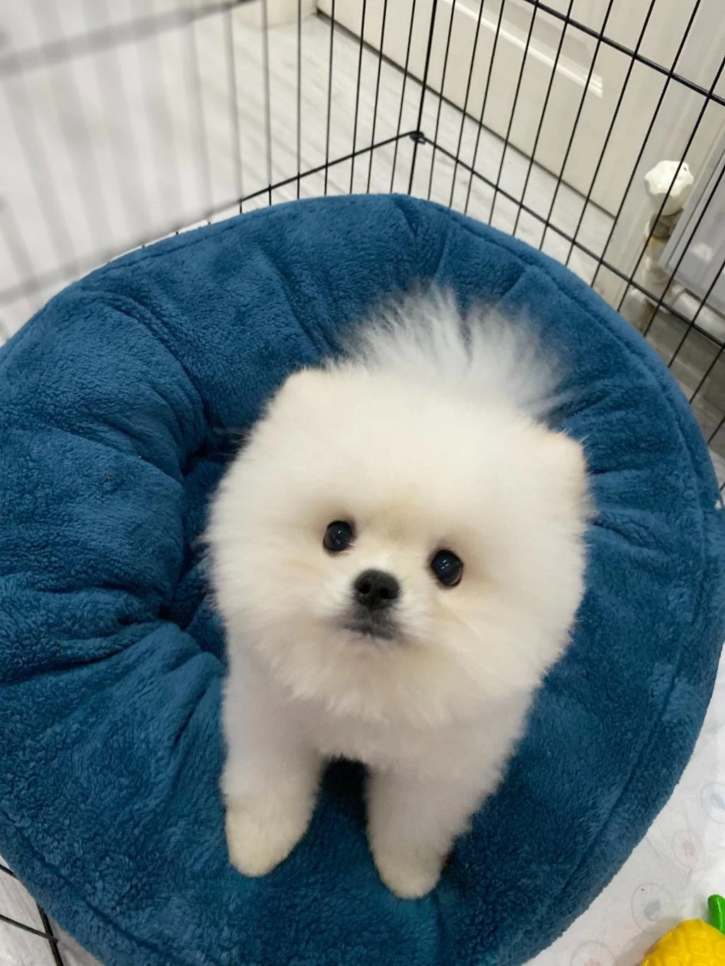 Pomeranian Boo 7 Aylık Erkek