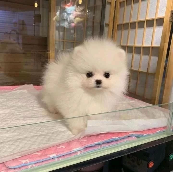 Orjinal Teacüp Pomeranian