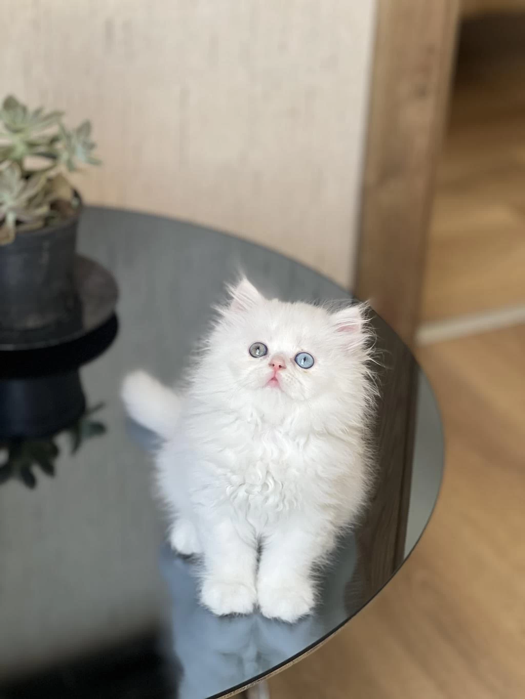 Show Güzellik Gold Eyes British Longhair Yavrum