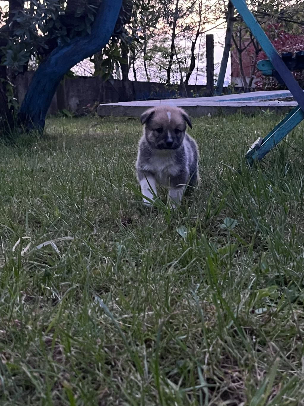 Akita Bebeklerimiz 3 Erkek 2 Dişi Anne Baba Safkan