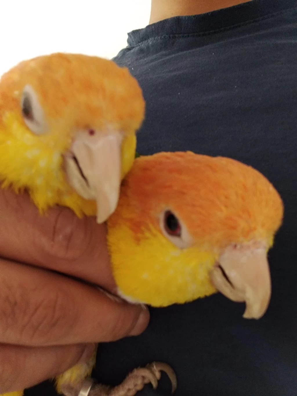 Evcil Dna Belgeli Caique Takım