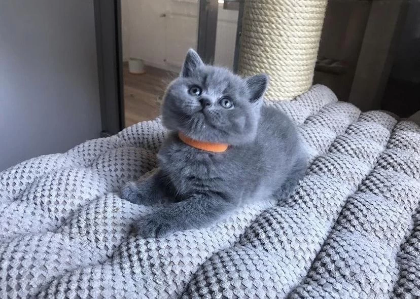 Güzeller Güzeli British Shorthair Yavrular