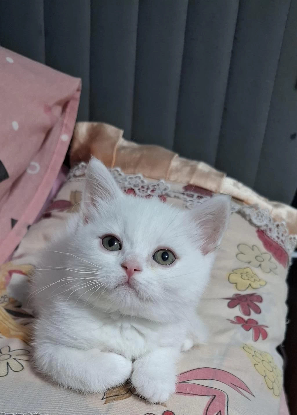 Yeni Yuvasına Gitmeye Hazır Dişi British Shorthair