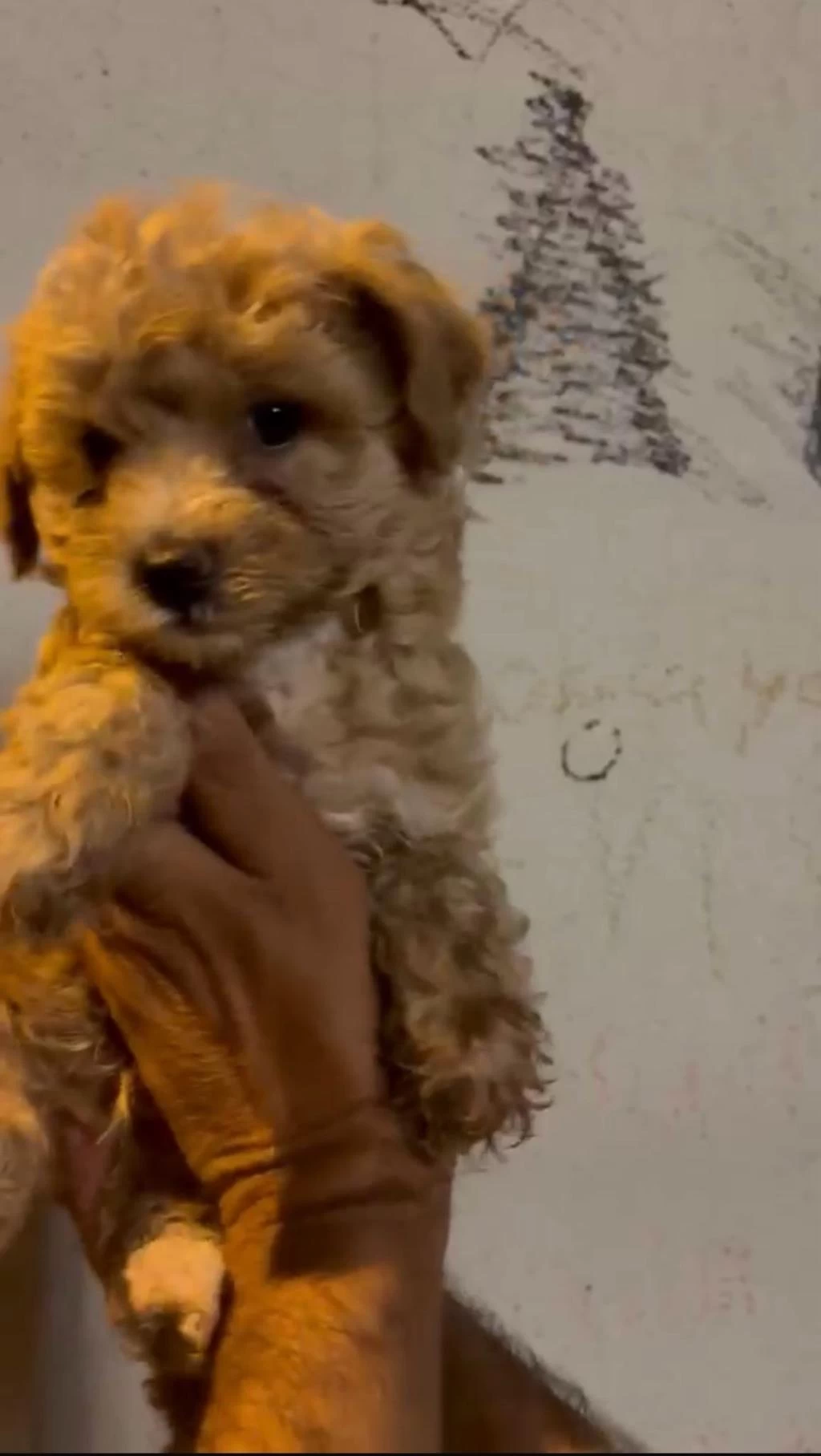Maltipoo Kalite Yavrular İrk Sağlık Garantili