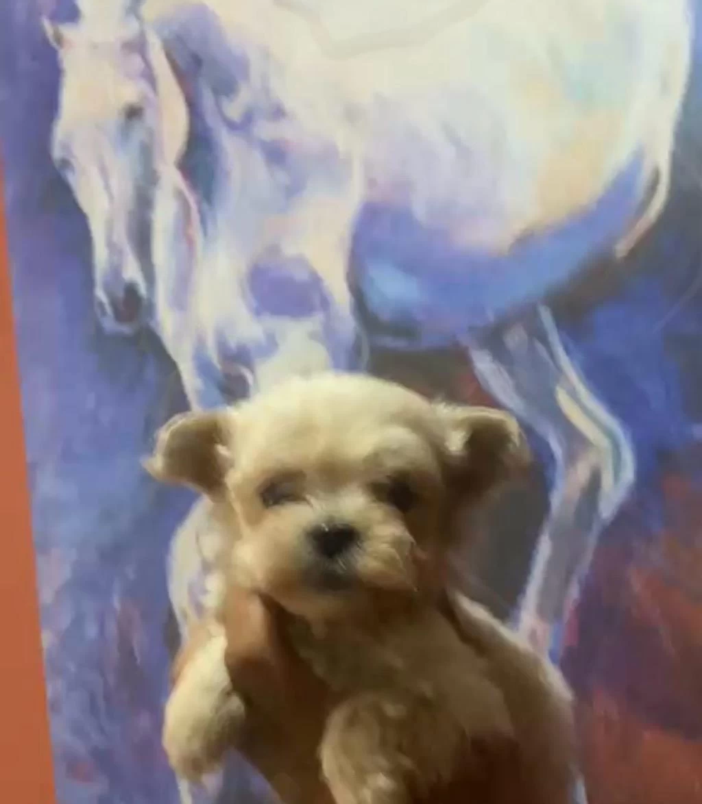 Safkan Kaliteninde Kalitesi Maltipoo Yavrular