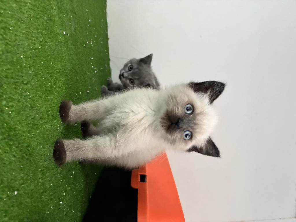 İrk Garantili Silver Tabby British Shorthair Yavru