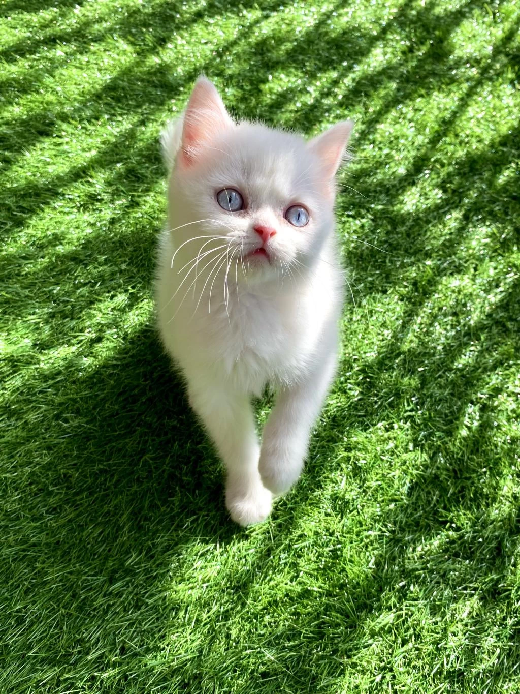 Bembeyaz Yavru British Shorthair