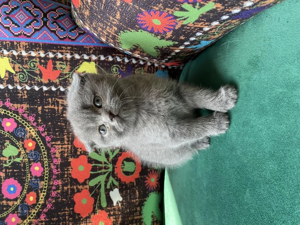 Gri Kırık Kulak Yavru Scottish Fold