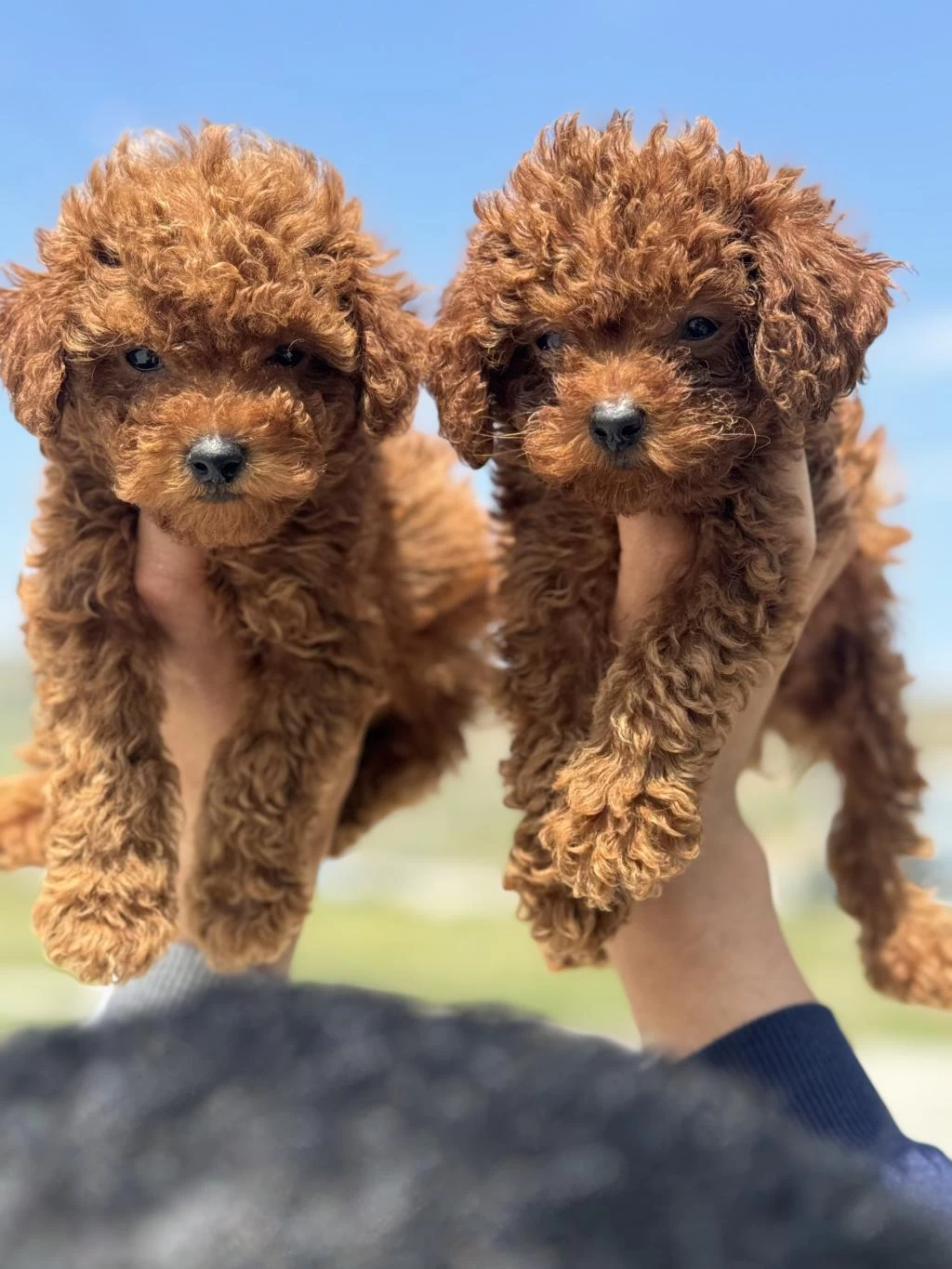 Ankarada Aktif 7 Adet Toy Poodle Ziyarete Açık