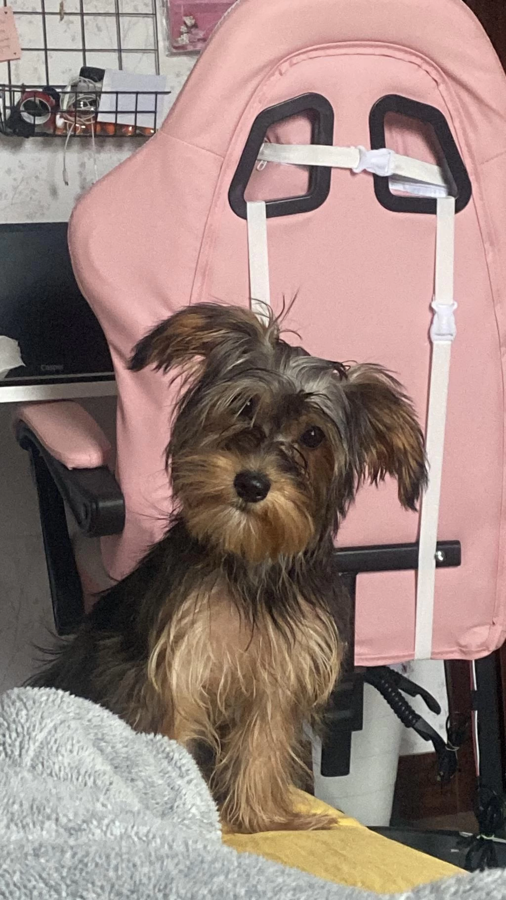 Yorkshire Terrier Milamız