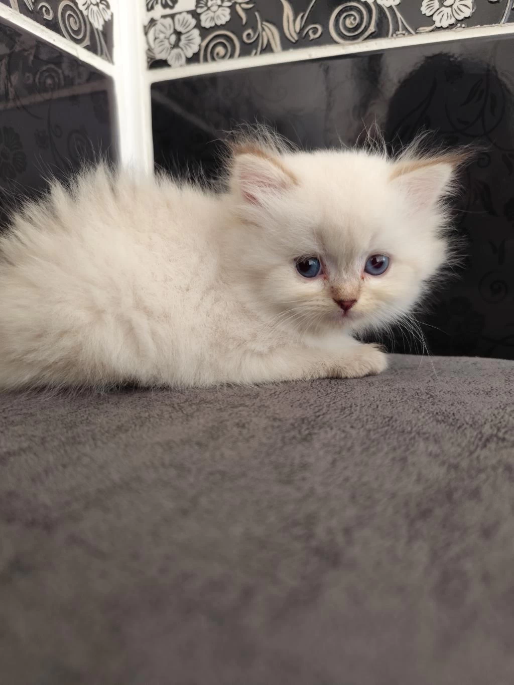 Safkan British Longhair