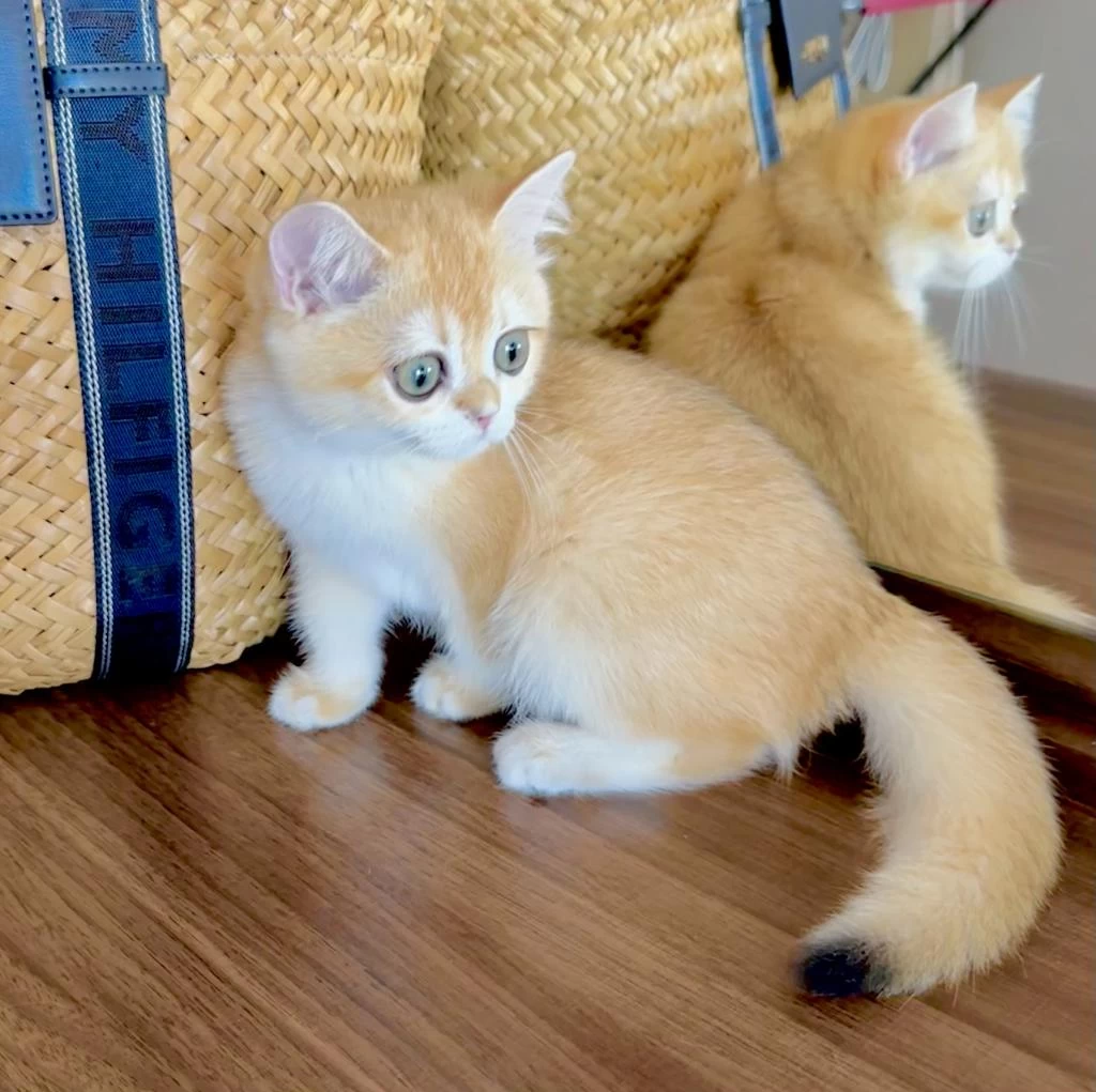 Safkan British Shorthair Golden Dişi Yavru