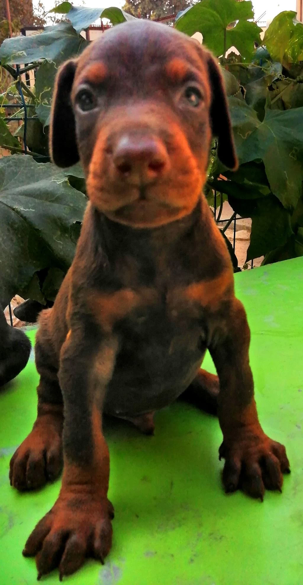 A Şecereli Anne Ve Babadan A Scrli Doberman Yavrular