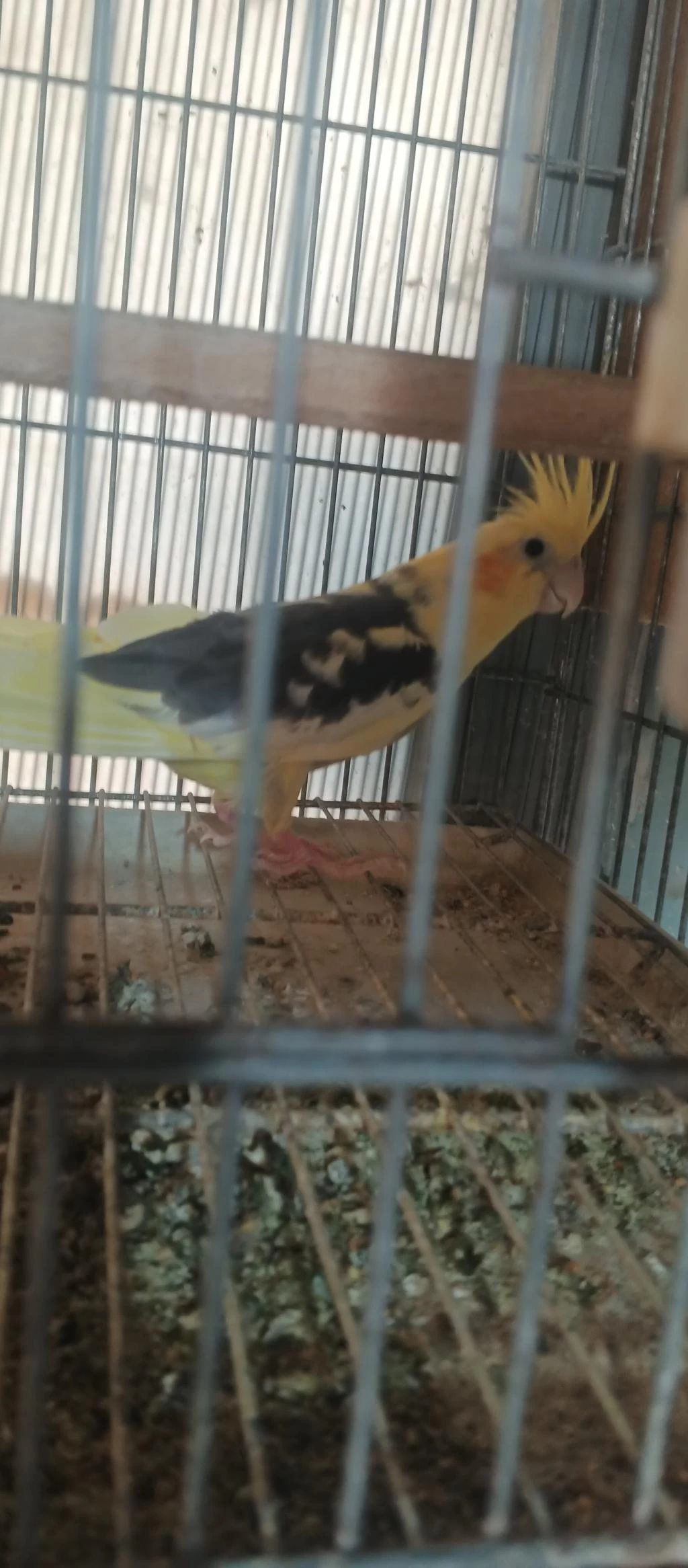 Hazır Dişi Sultan Papağanı