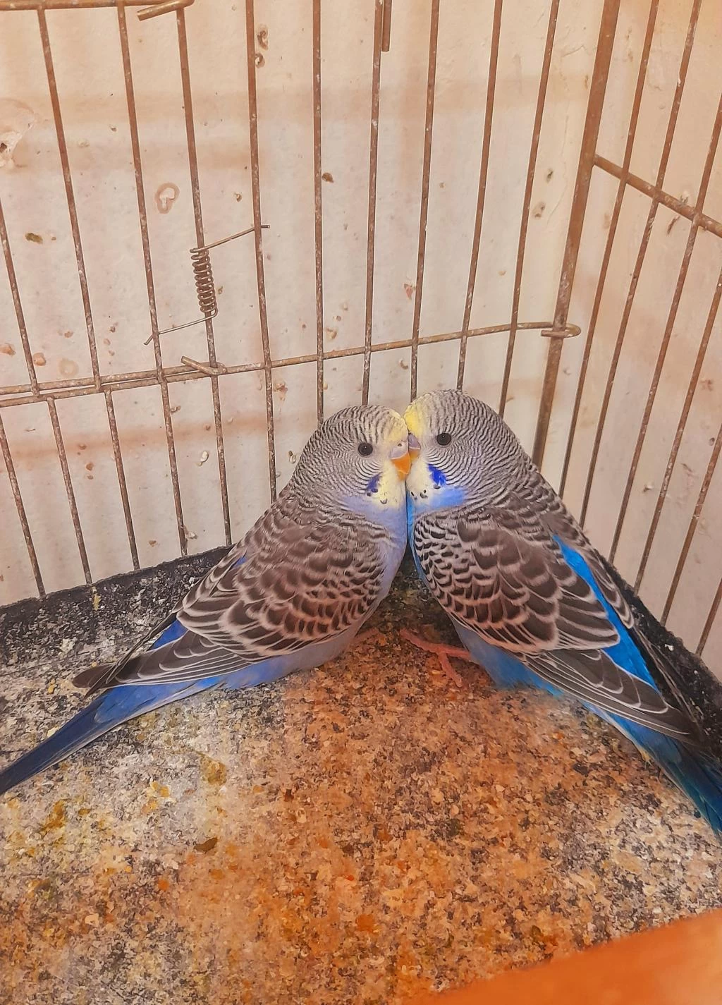 Muhabbet Kuşu Yavru 2 Adet Erkek Ev Üretimi