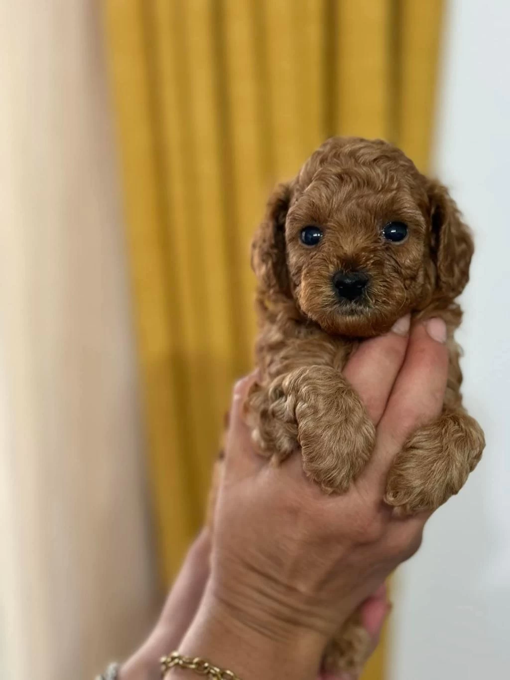 Toy Poodle İrk Garantili Yavrular