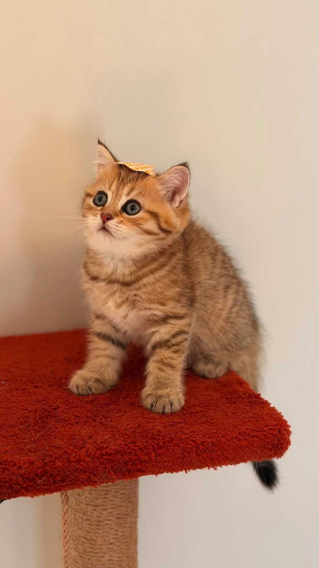 Black Golden Ticket British Shorthair