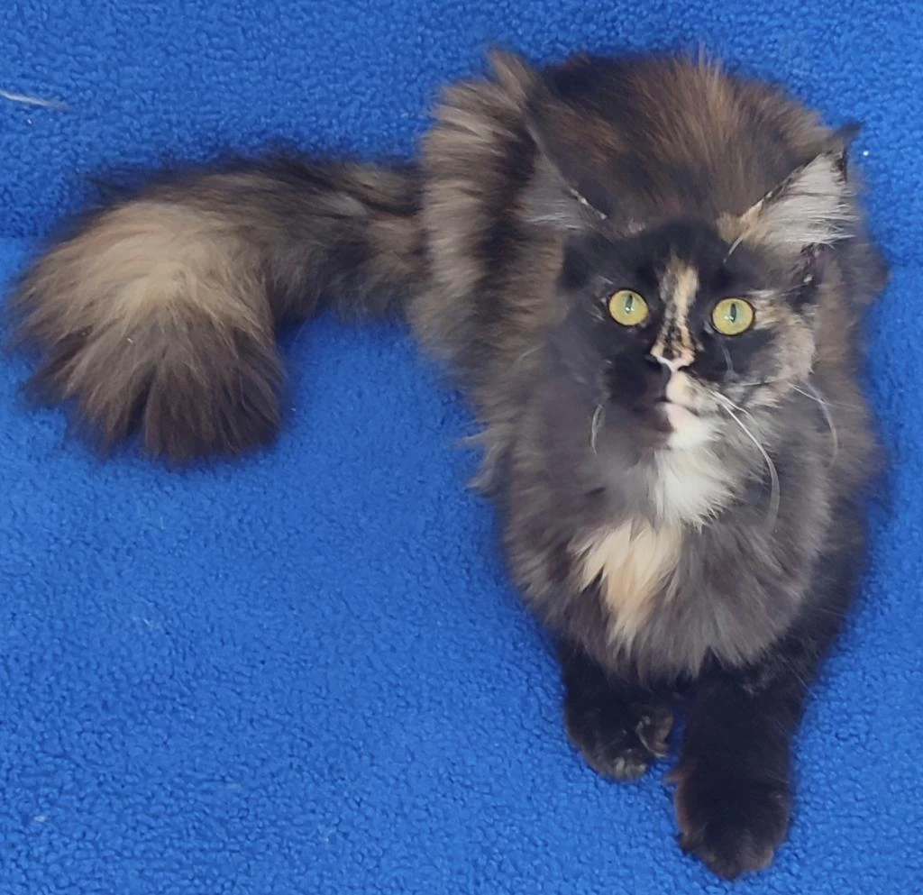 A Kalite Maincoon Yavrumuz Teslime Hazirdir