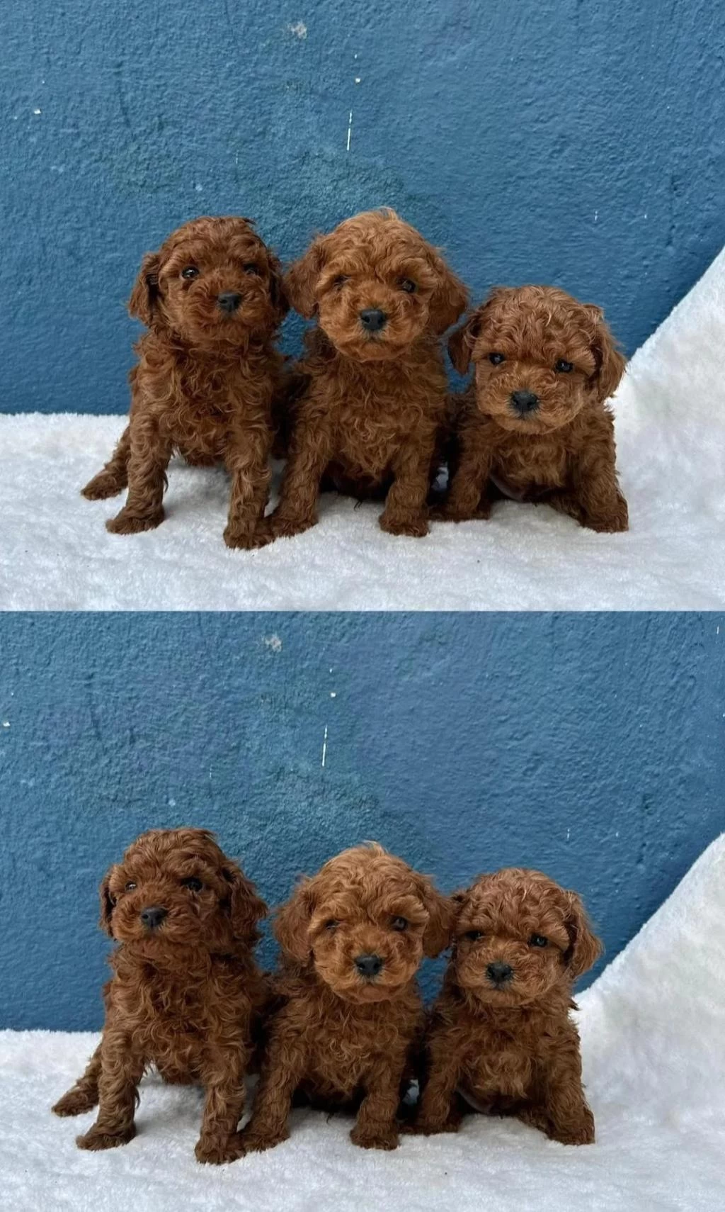 Ruhsatli Çiftlikten Toy Poodle Bebekler