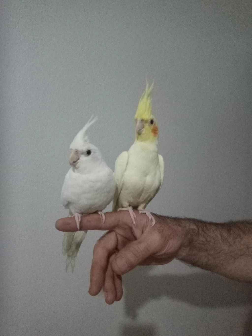 Evcil Sarı Ve Beyaz Sultan Papağanı Yavrular