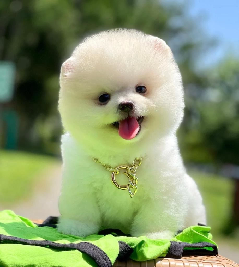 Safkan Pomeranian Boo Yavrularımız
