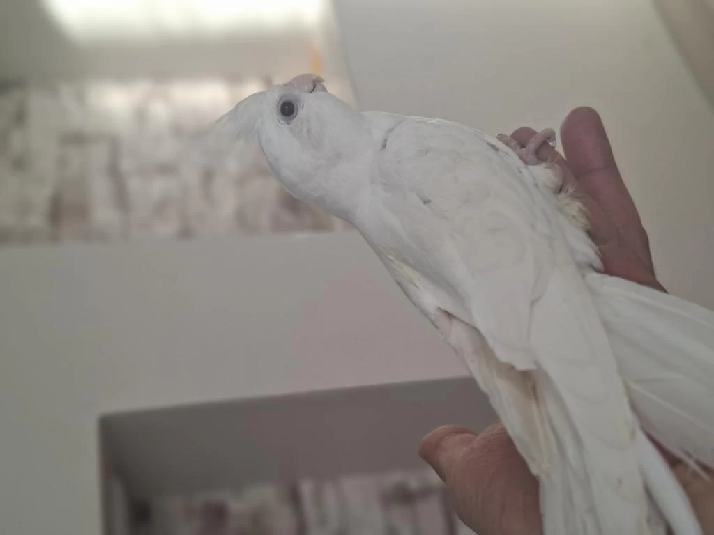 Bebek Albino Sultan Papağani