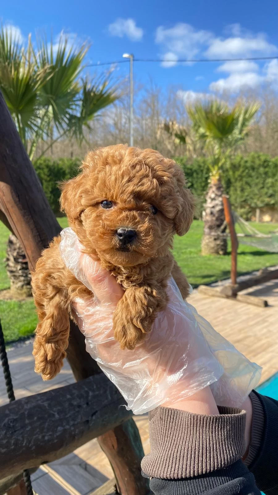 Poodle Çiftliğinden Mükemmel Poodle Yavrularımız