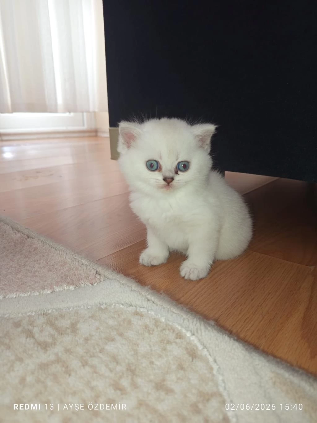 Golden Point Dişi Ve Erkek British Shorthair Kardeşler