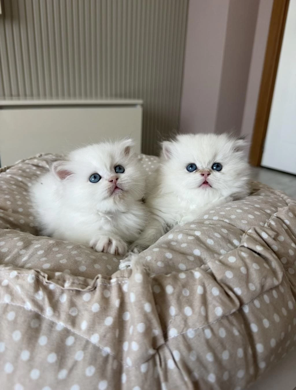 British Longhair Yavrular