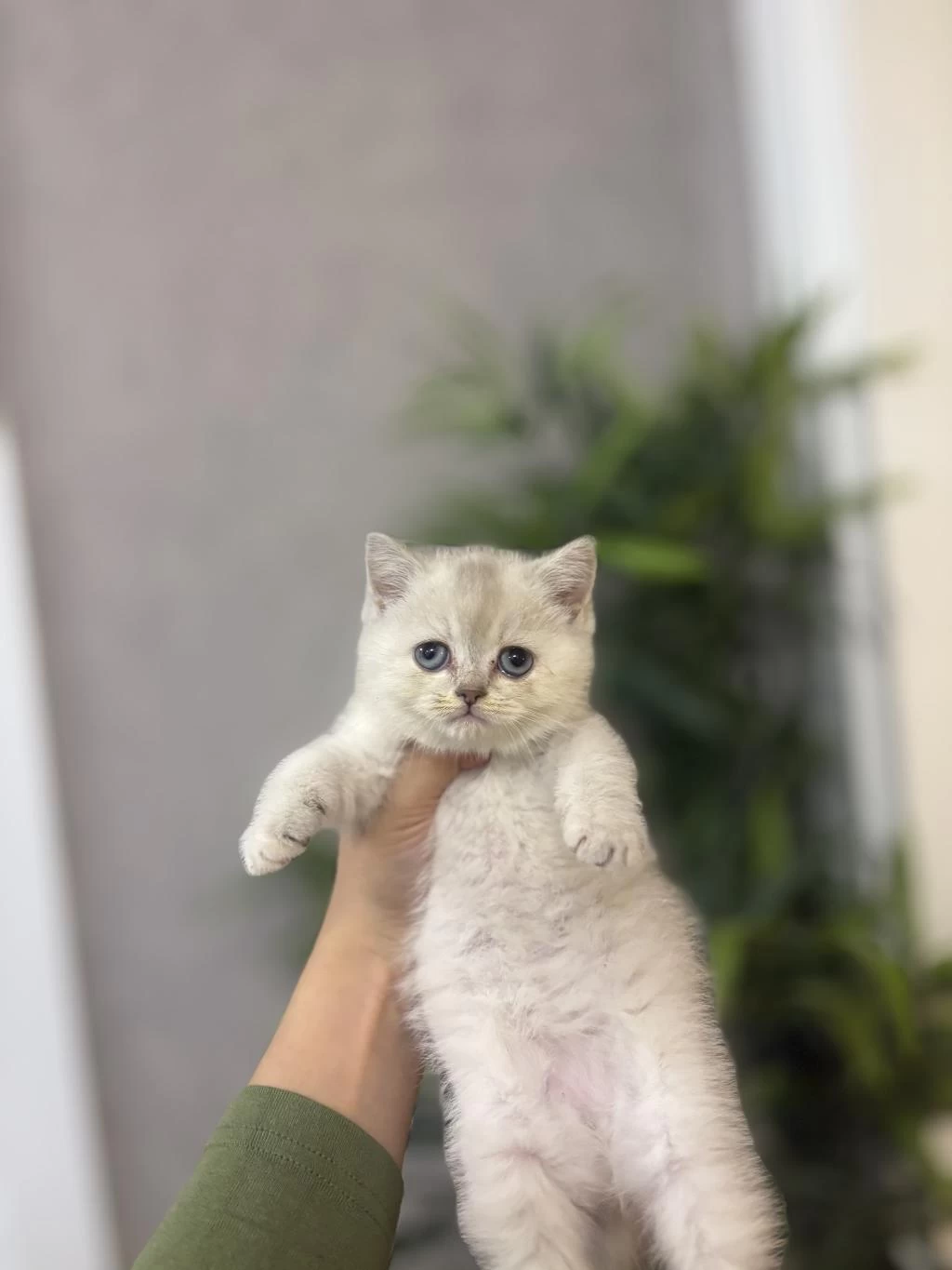 Birbirinden Güzel British Shorthair Yavrularim