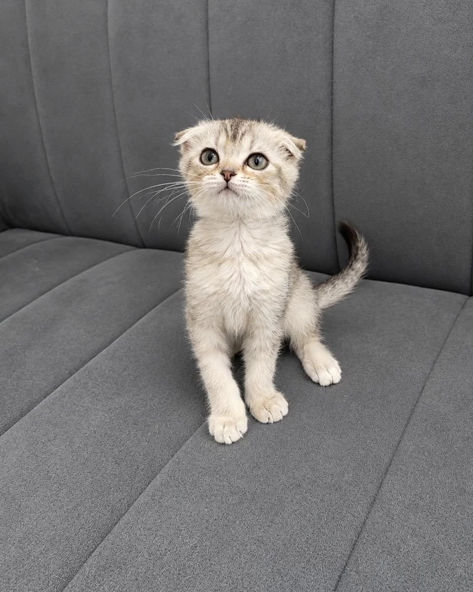 Harika Scottish Fold Bebek