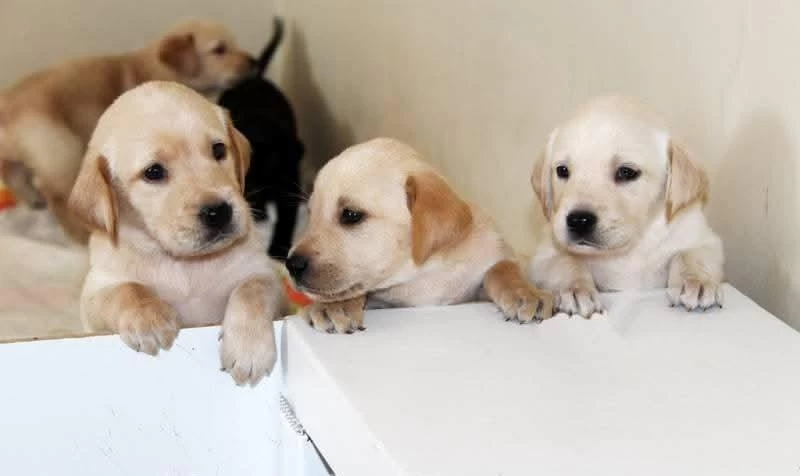 Labrador Bebeklerimiz İçin Ulaşın