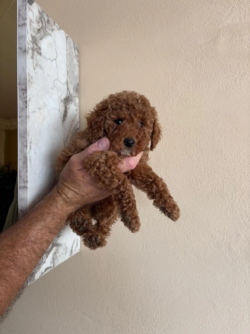 Toy Poodle Yavrularımız 2 Aylık