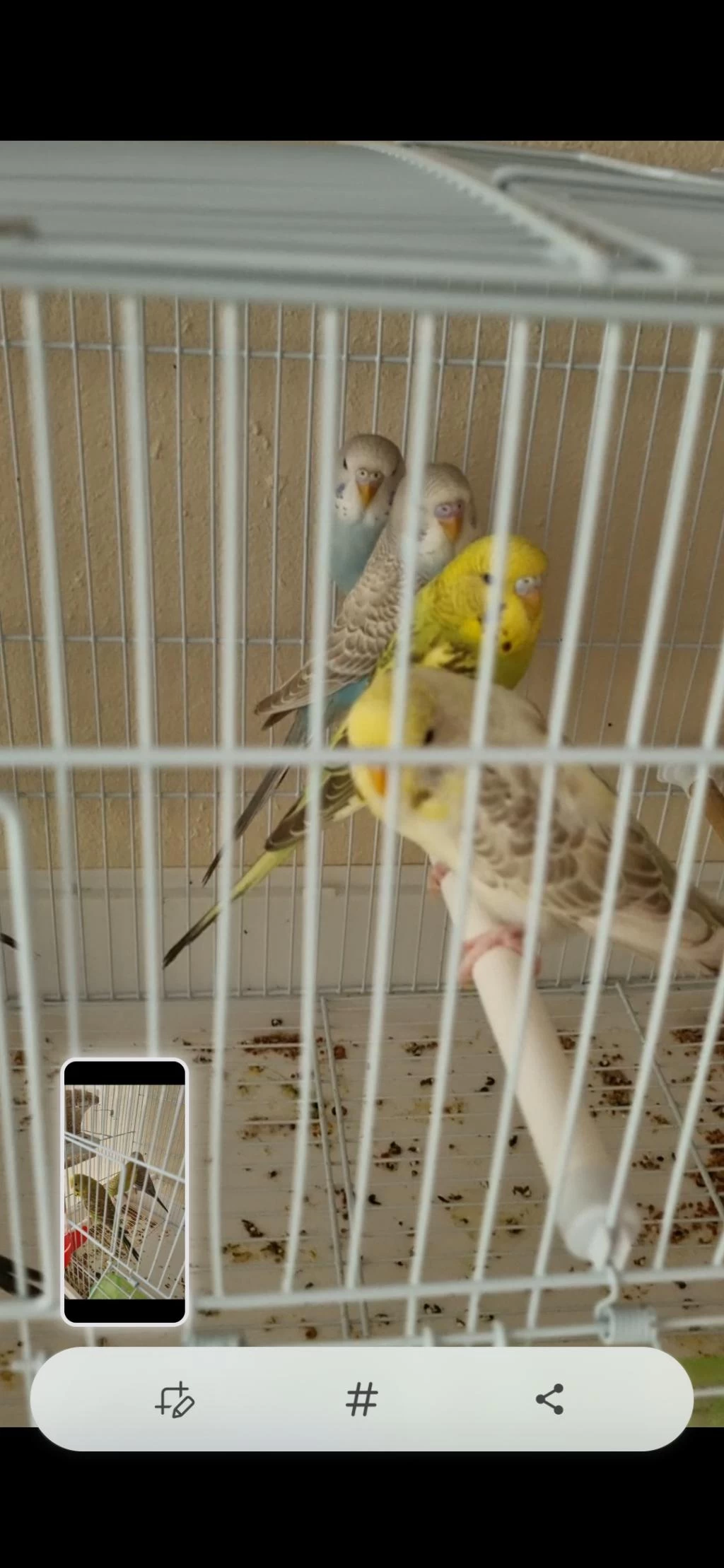 Ele Aliştirmalik Yeme Alişik Yeni Muhabbet Yavrular