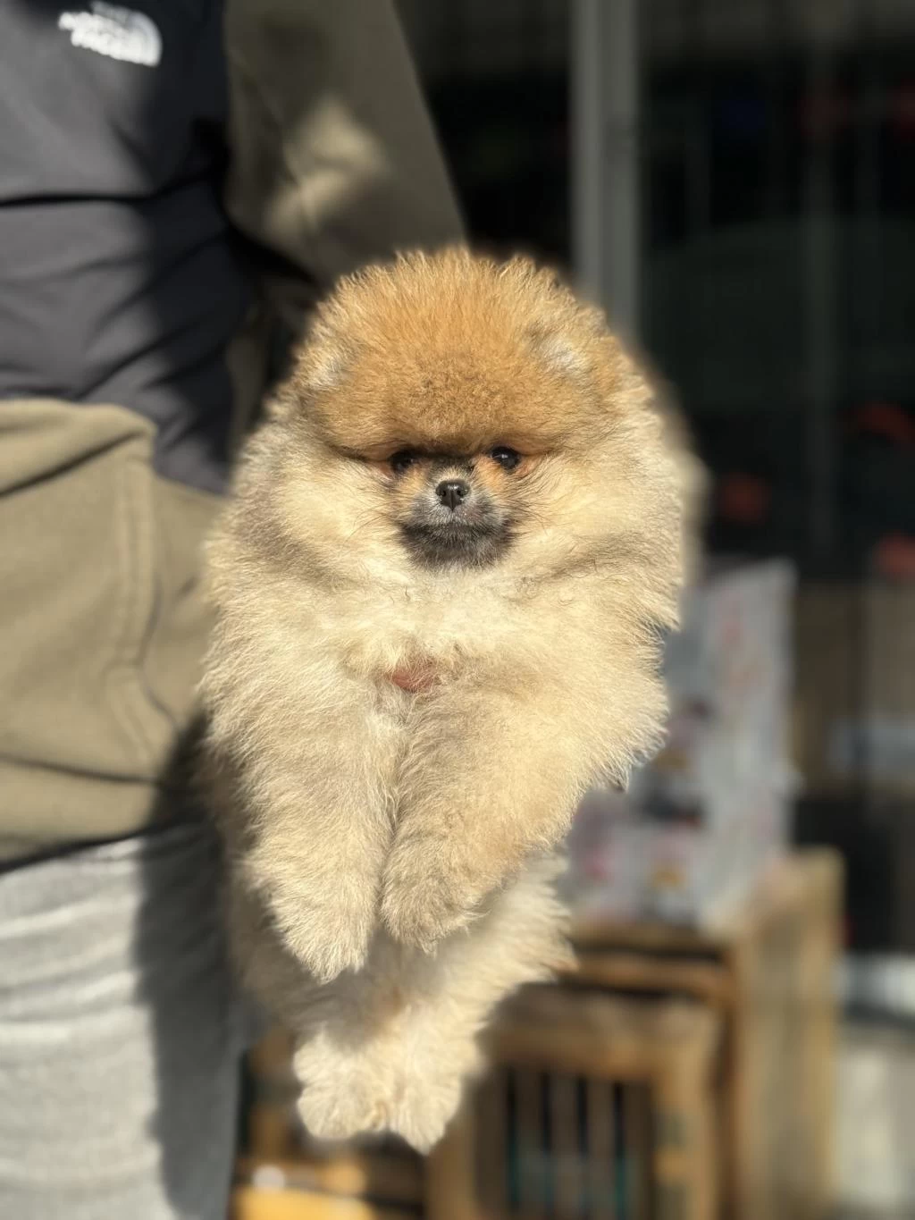 Petmode Köpek Çiftliğinden Teddy Face Surat Pomeranian