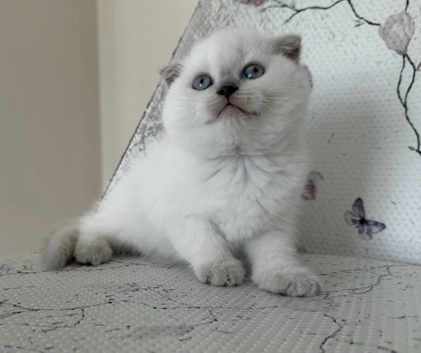 Bal Küpü Blue Point Scottish Fold Bebekler