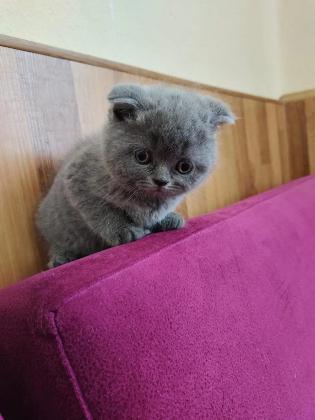 Son 3 Yavru Kedimiz Yeni Yuvasına Gitmeye Hazır