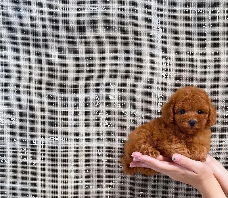 Toy Poodle Yavrulari