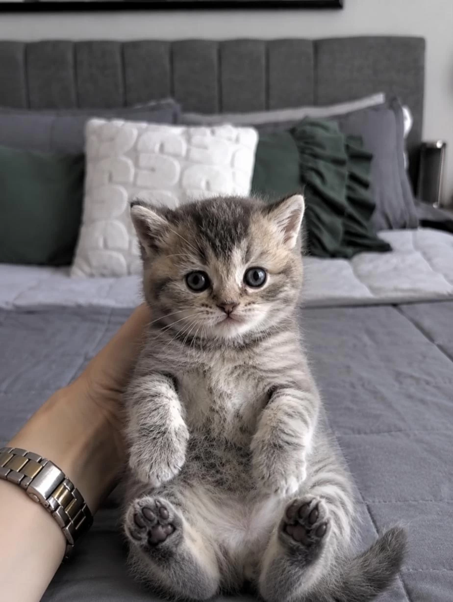 Whiskas British Shorthair Bebeğim