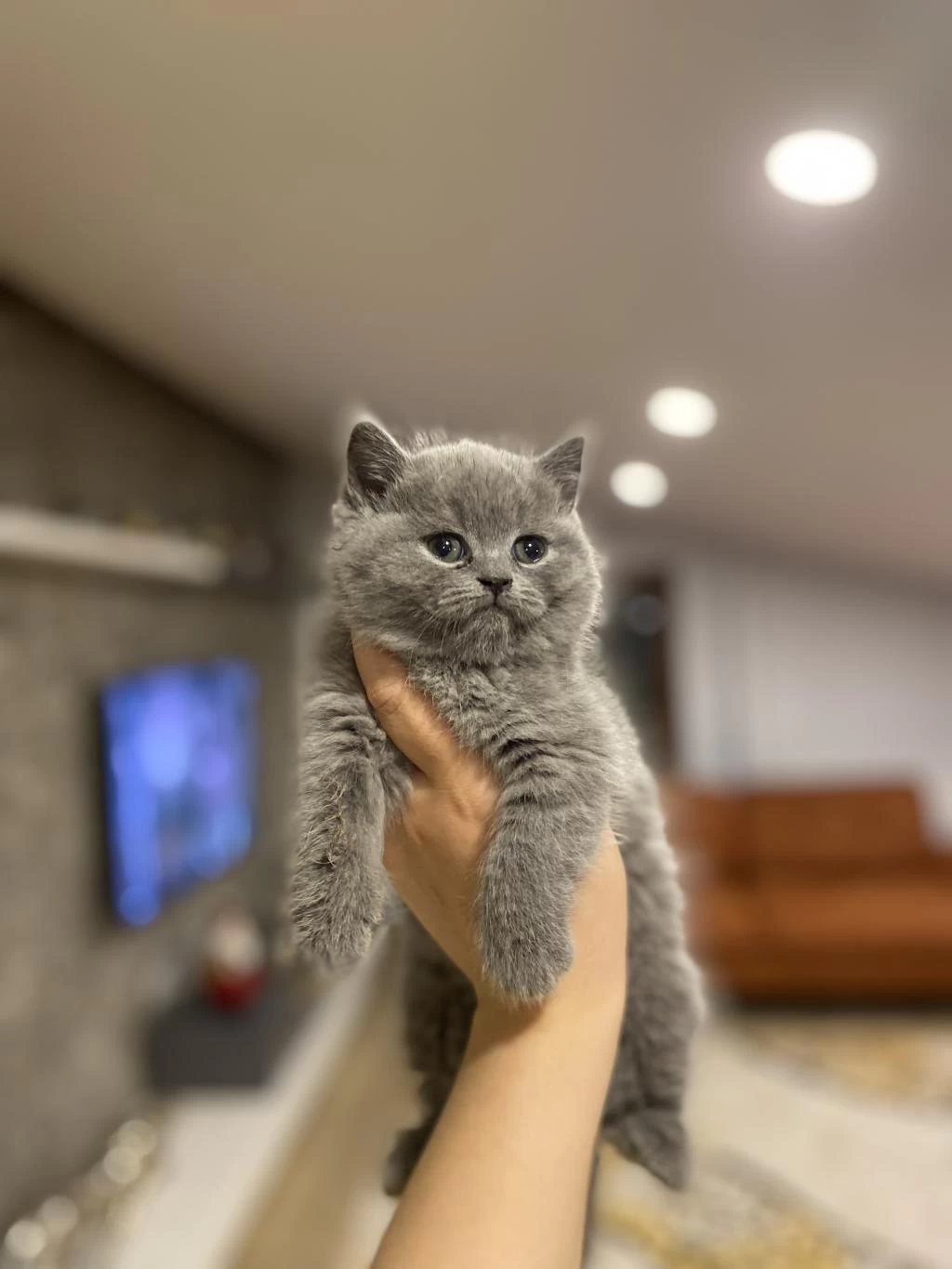 British Shorthair Gri Yavrularim